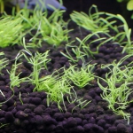 植栽から35日目（植栽しなおし）　ウォーターローン